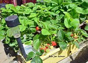 Jahody pěstované doma v truhlíku