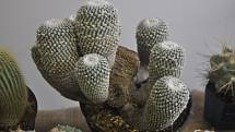 Výstava kaktusů a sukulentů na přerovském výstavišti