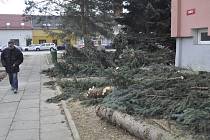 Následkem silného větru popadaly o víkendu i smrky před panelovým domem v ulici Osmek v Přerově.