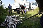 Rybáři nakládají leklé ryby z řeky Bečvy 21. září 2020 v Hustopečích nad Bečvou na Přerovsku.