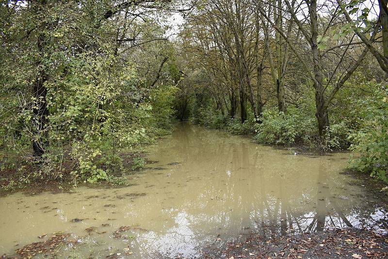 Rozvodněná Morava v Kojetíně, zaplavila třeba i fotbalové hřiště nebo loděnici. 15.10. 2020