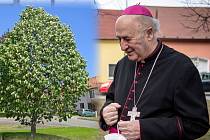 Nový pražský arcibiskup Jan Graubner má v Beňově, odkud pochází bývalý olomoucký arcibiskup Antonín Cyril Stojan, svou lípu. Zasadil ji zde v roce 2008.