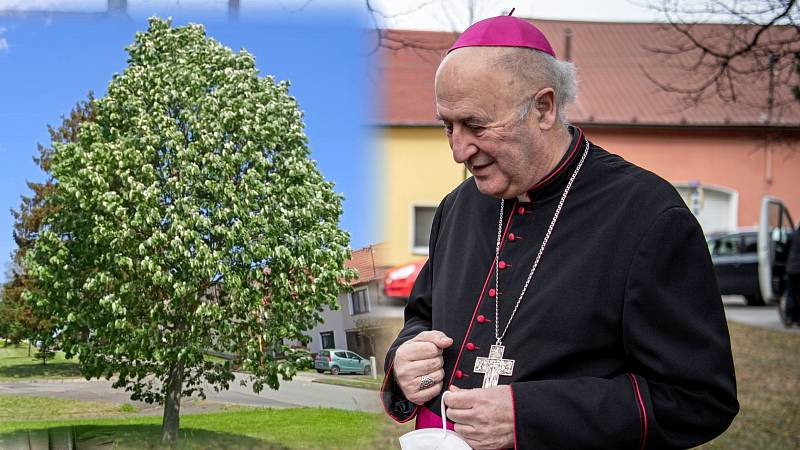 Nový pražský arcibiskup Jan Graubner má v Beňově, odkud pochází bývalý olomoucký arcibiskup Antonín Cyril Stojan, svou lípu. Zasadil ji zde v roce 2008.