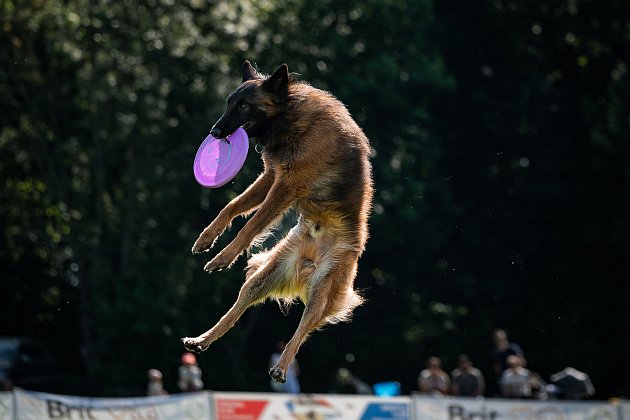 Mezinárodní závod s nejdelší tradicí v České republice, to je dogfrisbee v Tovačově. Závody Key Disc Dog Freestyle se konají v sobotu a neděli 5.-6. května se začátkem vždy v 9 hodin ráno. Foto: Škola Psí hrátky, se svolením