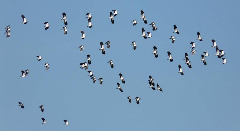 Čejky v letu objektivem přerovských ornitologů