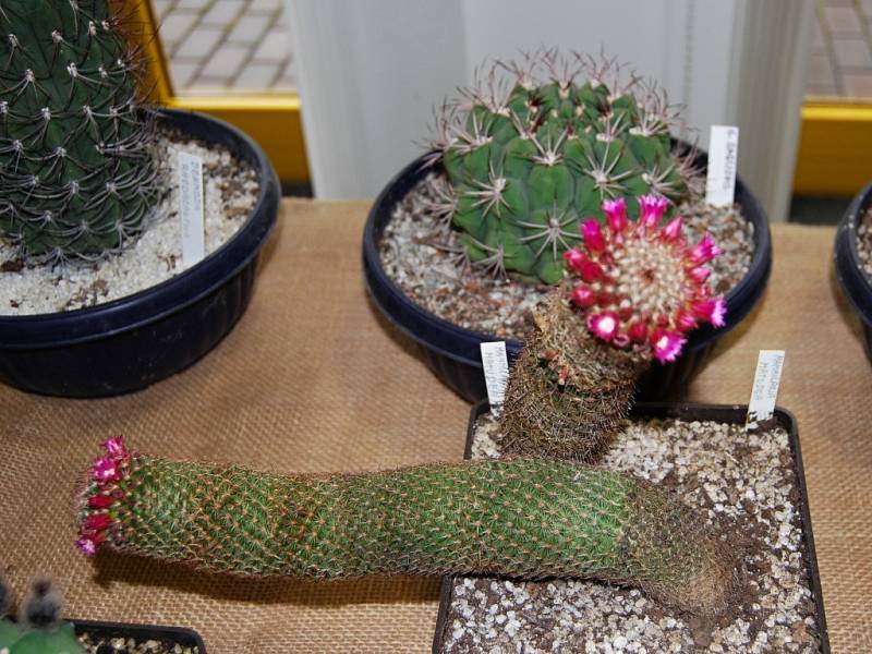 Výstava kaktusů a sukulentů u přerovského výstaviště