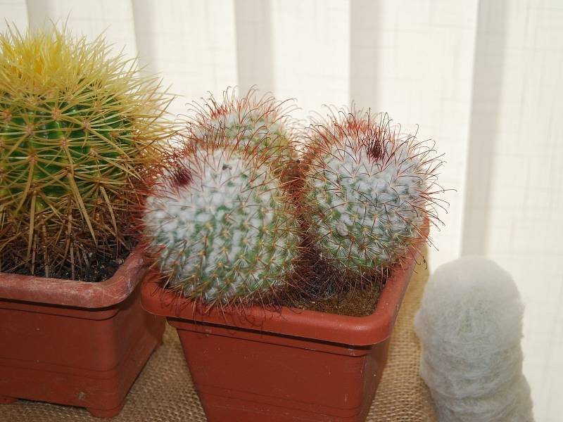 Výstava kaktusů v Přerově.