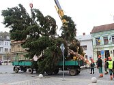 Usazování vánočního stromu na přerovském náměstí TGM