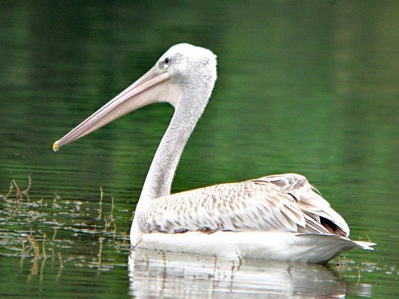 Na jezeře v Moravičanech objevili pracovníci chráněné krajinné oblasti Litovelské Pomoraví vzácného pelikána afrického. Přerovští ornitologové vypátrali, že pták pochází ze zoologické zahrady v Salzburgu a pomohli mu najít domov