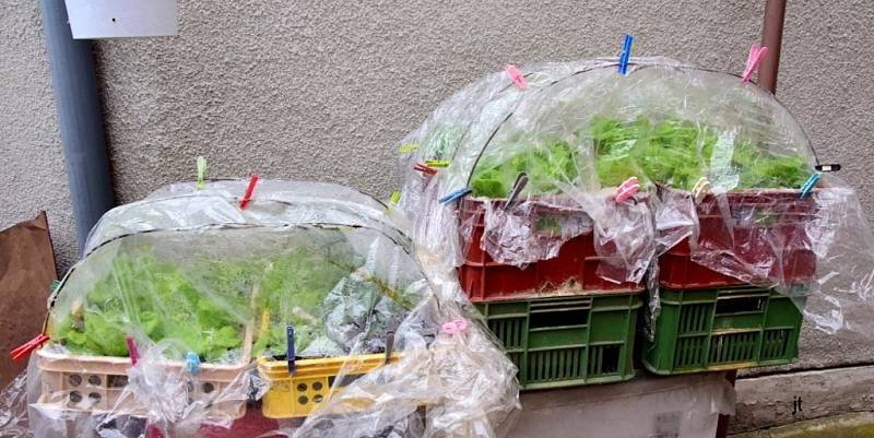Pěstování zeleniny na balkoně či terase.