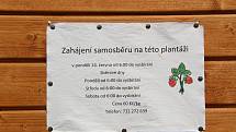 Jahodové plantáže v Bochoři, 19. června 2021