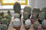 Tradiční výstava kaktusů a sukulentů v Přerově