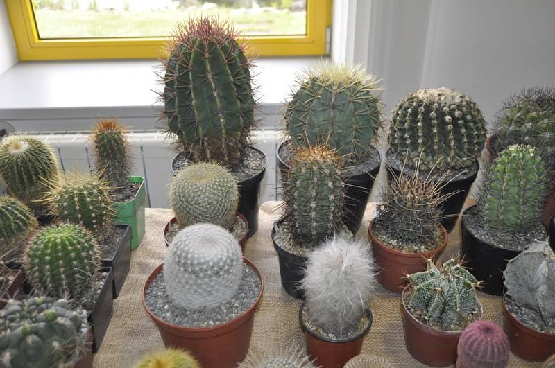 Tradiční výstava kaktusů a sukulentů v Přerově