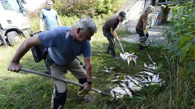 Uhynulé ryby z Bečvy v Hustopečích - Rybáři nakládají leklé ryby z řeky Bečvy 21. září 2020 v Hustopečích nad Bečvou na Přerovsku.