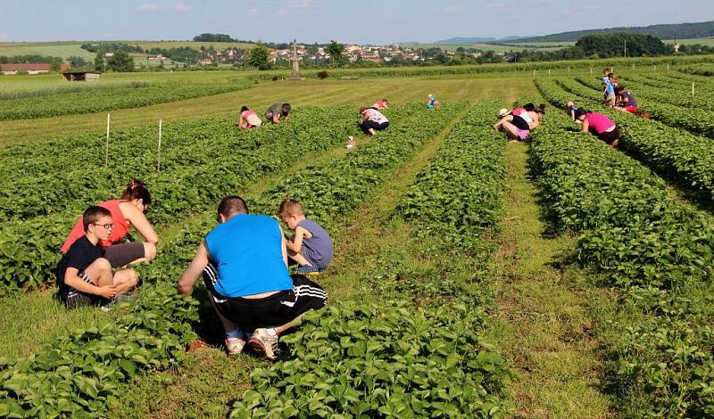 Samosběr jahod v Bochoři