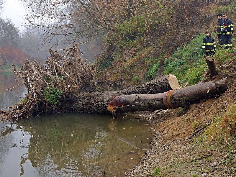 Odstraňování popadaných stromů z koryta Bečvy