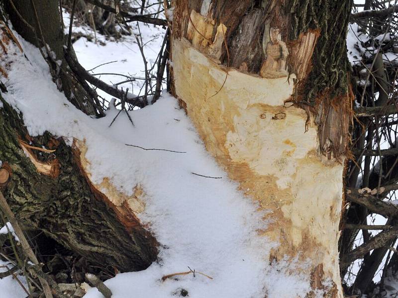 Ohlodané stromy od bobrů v lokalitě Malá laguna v Přerově