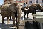 V kašně na Masarykově náměstí v Přerově se před polednem osvěžili tři sloni.
