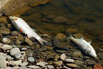 Úhyn ryb na Bečvě mezi Dluhonicemi a Troubkami