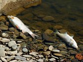 Úhyn ryb na Bečvě mezi Dluhonicemi a Troubkami