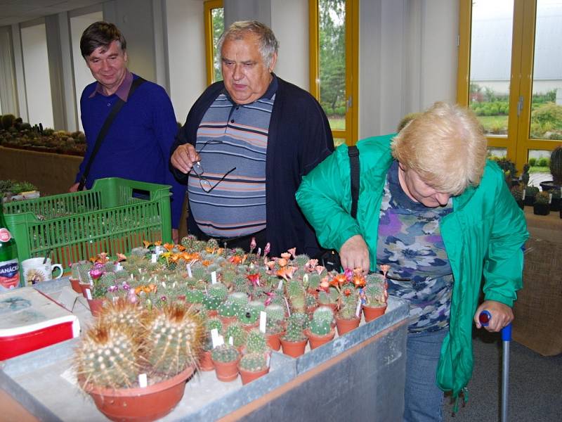 Výstava kaktusů a sukulentů u přerovského výstaviště