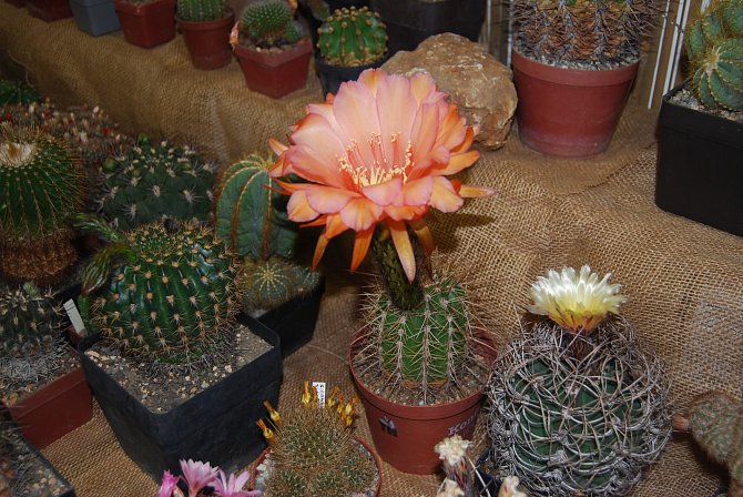 Výstava kaktusů v Přerově.