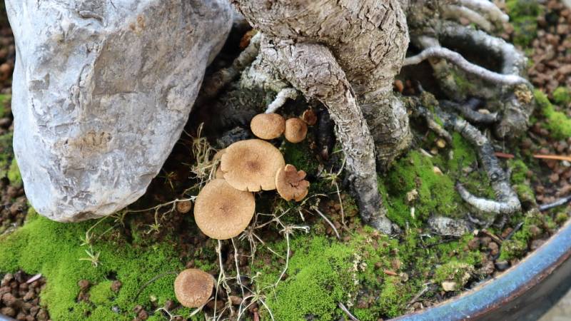 Kouzelná zahrada se nachází na vesnici nedaleko rušného okresního města.