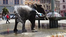 Promenáda slonů v ulicích Přerova vyvolala rozruch. Sloni zablokovali dopravu na rondelu a pojídali okrasné keře.