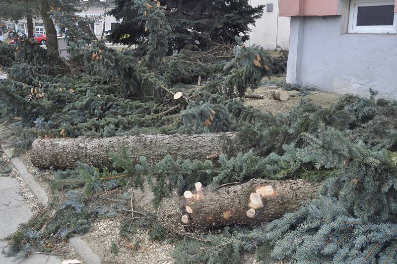 Následkem silného větru popadaly o víkendu i smrky před panelovým domem v ulici Osmek v Přerově.