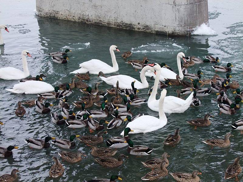 Fauna na soutoku potoku Strhanec a řeky Bečvy se pomalu rozrůstá. K labutí rodince přibyla před časem také nutrie, která zřejmě utekla ze zajetí. Je ochočená a lidé ji chodí krmit.