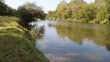Řeka Bečva v Přerově v úterý 22. září 2020. Ryby na toku otrávila neznámá látka