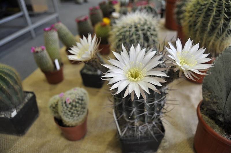 Výstava kaktusů a sukulentů na přerovském výstavišti