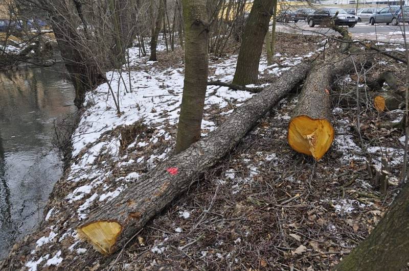 Kácení olší u potoku Strhance nedaleko přerovského výstaviště