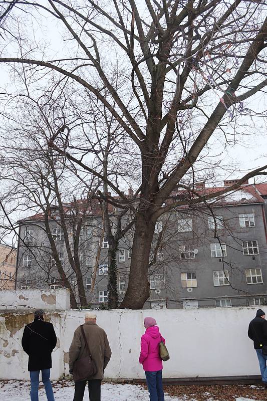 V Kratochvílově ulici se jednalo o osudu stromu, který má jedinou vadu - překáží. Kvůli zastínění v mládí se javor „táhne“ za světlem, takže se naklání na zeď.