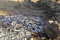 Hasiči odstraňovali následky masivního úhynu ryb na řece Bečvě, a to na třicet kilometrů dlouhém úseku.