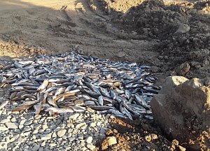 Hasiči odstraňovali následky masivního úhynu ryb na řece Bečvě, a to na třicet kilometrů dlouhém úseku.
