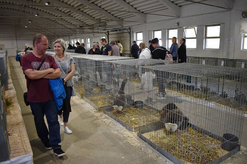 Výstava hospodářských zvířat v Přerově v říjnu 2021.