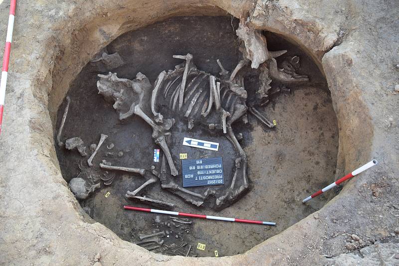Archeologové našli v sídlištní jámě v Předmostí ostatky nejméně pěti lidských jedinců, jedné krávy a psa. Výzkum na trase dálnice D1 potrvá až do konce roku.