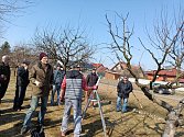 Řez a střih ovocných stromů středního vzrůstu v Tovačově.