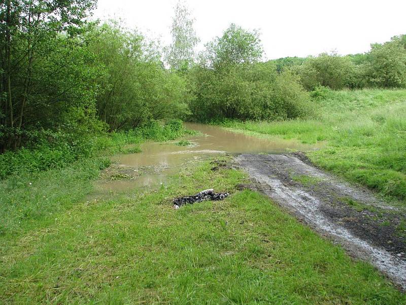 Kokory na Přerovsku, středa 2.6. 2010 - odpoledne