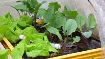 Pěstování zeleniny na balkoně či terase.
