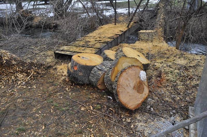 Kácení olší u potoku Strhance nedaleko přerovského výstaviště