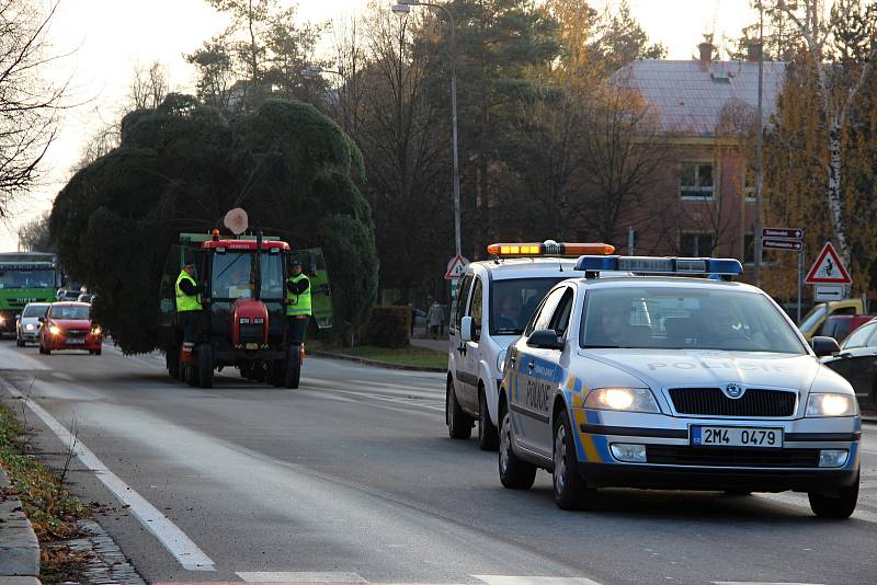 Pracovníci technických služeb káceli, převáželi a poté usazovali na své nové místo vánoční strom. Jedle bělokorá, která pochází z Želatovské ulice je stará přes čtyřicet let a „soutěžila“ s dalšími dvanácti kandidáty.