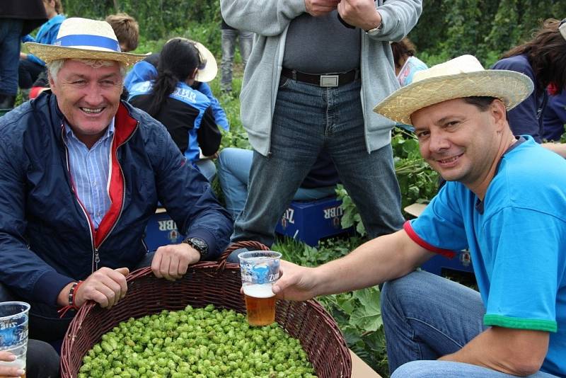 Česání chmele pro nové pivo se účastnil i hokejový trenér Miloš Říha.