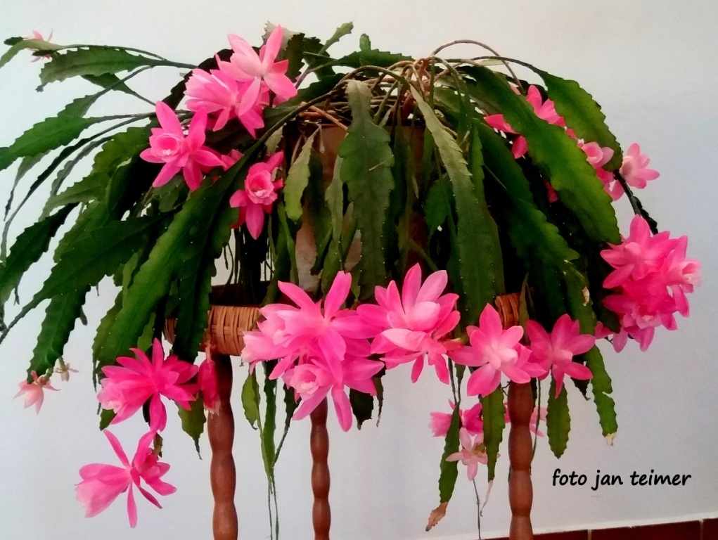 Vánoční kaktus je nejkrásnější na Vánoce - Hranický deník