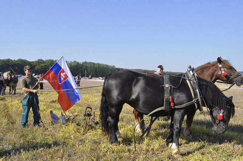 Mistrovství republiky v orbě, které se konalo na poli u Prosenic na Přerovsku, přálo v sobotu počasí.