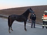 Odchyt koně na dálnici u Stříbrnic