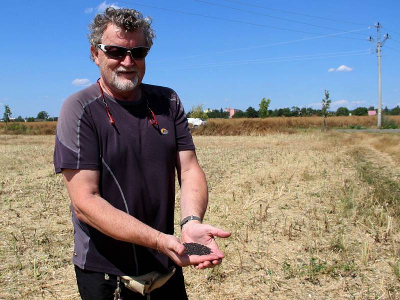 Žně na Přerovsku – zemědělci z Kokor sklízejí úrodu řepky