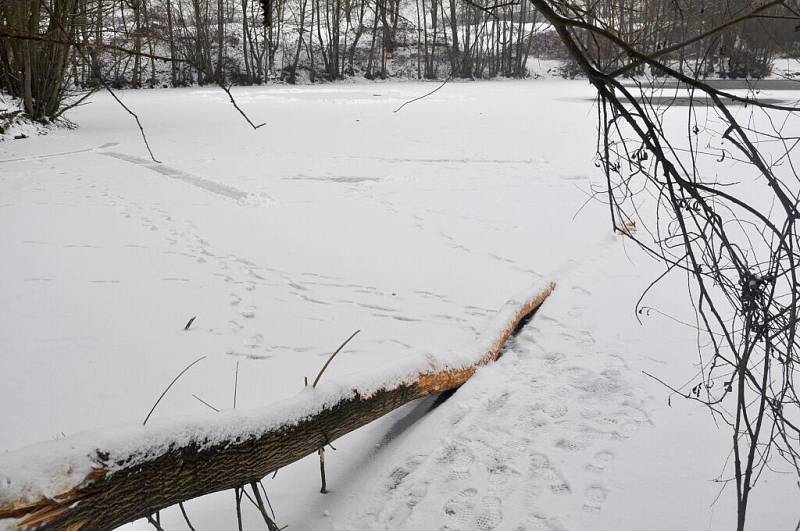 Ohlodané stromy od bobrů v lokalitě Malá laguna v Přerově