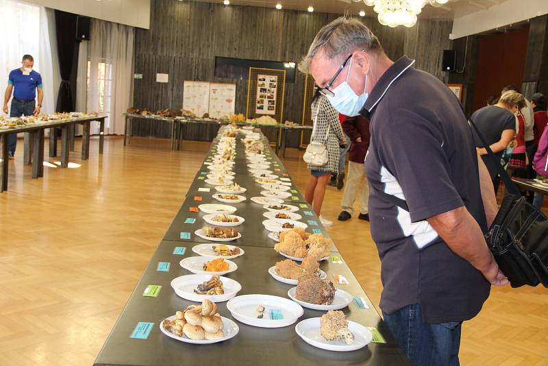 Výstava hub v přerovském klubu Teplo za protikoronavirových opatření, září 2020